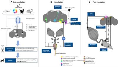 Neural mechanisms involved in female mate choice in invertebrates